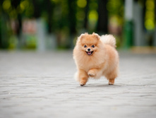 ��� ������ �������� ����