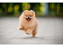 ��� ������ �������� ����