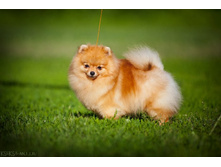 ��� ������ �������� ����