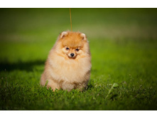 ��� ������ �������� ����