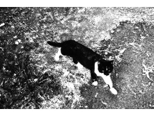 �����, ��������� ���