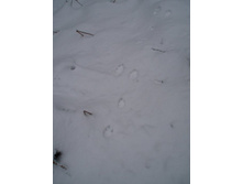 �������?))