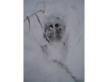 ��������. 