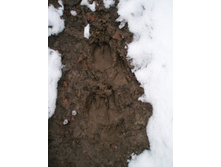 ��� ������)