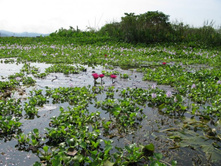 ����� ����