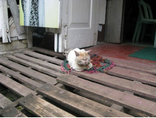 �������� ���