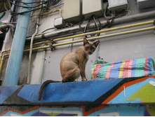 �������� �����