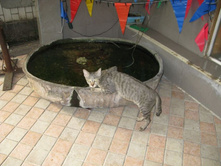 ������� �����