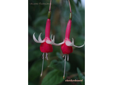 ������ Checkerboard