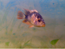 ��������(�����)