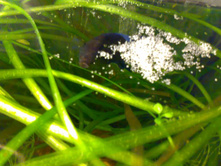 ����� �� ������