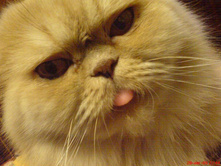 ���� ���������