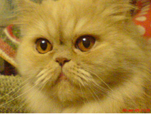 ���������� ����