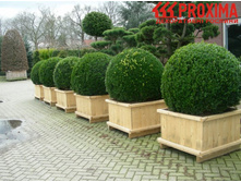 ������ Buxus 200�..jpg