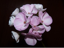 ���������� ��������� ����