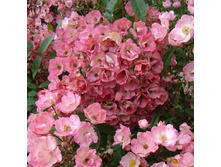  ���� Alden Biesen_10,59 ���� 