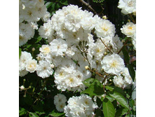 ���� ������� �`����_12,83 ���� 