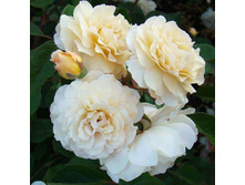 ���� Buff Beauty_ 10,94 ���� 