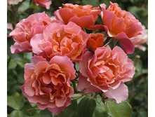 ���� Jean Cocteau-Tequila Supreme.__7,35 ����