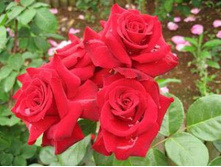 Niccolo_Paganini-����-����������-300x225 (1).jpg