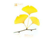 ���..��� - ֣���� �������.jpg