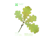 ��� - ��̣��� �������.jpg