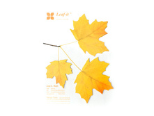 �̣� - ֣���� �������.jpg