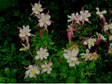 ���� ���.JPG