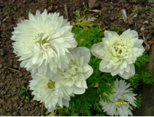 ������� �����.JPG