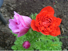 ������� ��� ����� �� �����.JPG