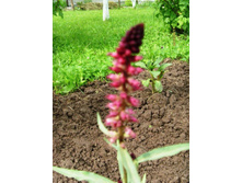 ��������� ������.JPG