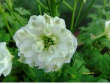 ����� ���� �����.JPG