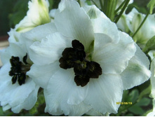 ����� ������.JPG