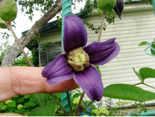 ���� ������������.JPG