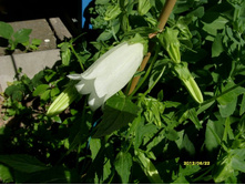 ����������� �����.JPG