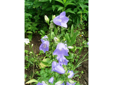 ����������� �������.JPG