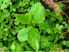 �������� �������.JPG