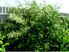 ��� ����.JPG