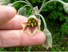 ��� ������.JPG