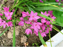 ������ �������.JPG