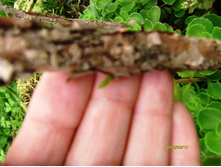 ����� ����� (��������).JPG