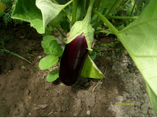 ����� ��������.JPG