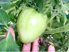 ����� �����1.JPG