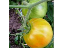 ����� �����.JPG