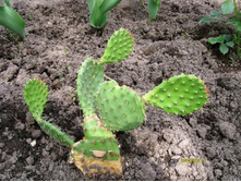 ������� �����..JPG