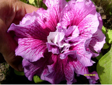 ������� .JPG