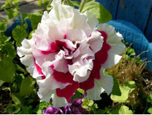 ������� ���.JPG