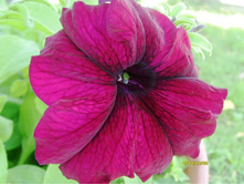 ������� �������.JPG