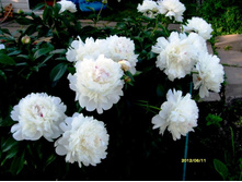 ���� �����.JPG