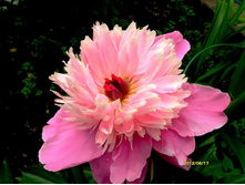 ���� �������2.JPG